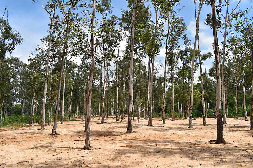 sonajhuriforest